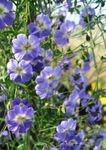 Photo Garden Flowers Nasturtium (Tropaeolum), light blue