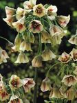 Sredozemske Zvonci, Sicilijanskega Medu Lily, Okrasne Čebule, Sicilijanske Česen
