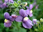 Nuotrauka Sodo Gėlės Cape Brangenybės (Nemesia), violetinė