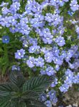 fotografie Záhradné kvety Mys Šperky (Nemesia), modrá