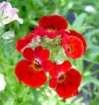 φωτογραφία Λουλούδια κήπου Ακρωτήριο Κοσμήματα (Nemesia), κόκκινος