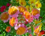 fotografija Vrtno Cvetje Cape Dragulje (Nemesia), oranžna