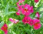 фотографија Баштенске Цветови Цапе Драгуљи (Nemesia), розе