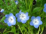 სურათი ბაღის ყვავილები Nemophila, ბავშვის ლურჯი თვალები , ღია ლურჯი