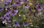 Foto Dārza Ziedi Mīlestība-In-A-Migla (Nigella damascena), purpurs