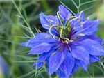fotografie Záhradné kvety Love-In-A-Hmly (Nigella damascena), modrá