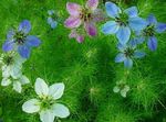 fotografie Zahradní květiny Love-In-A-Mlhy (Nigella damascena), světle modrá