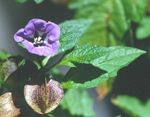 Photo les fleurs du jardin Shoofly Plante, Pomme Du Pérou (Nicandra physaloides), pourpre