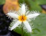 Nuotrauka Sodo Gėlės Plaukiojantieji Širdis, Vandens Pakraštį, Geltonos Vandens Snaigė (Nymphoides), baltas