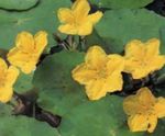 Foto Gartenblumen Schwimmenden Herzen, Wasser Rand, Gelb Wasser Schneeflocke (Nymphoides), gelb