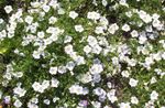 φωτογραφία Λουλούδια κήπου Φλιτζάνι Λουλούδι (Nierembergia), λευκό