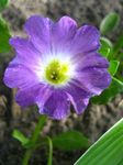 照 园林花卉 Nolana , 紫丁香