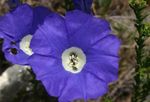 fotografie Záhradné kvety Nolana , modrá