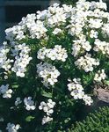 Foto Vrtne Cvjetovi Aubrieta, Rock Dragušac , bijela