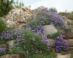 φωτογραφία Λουλούδια κήπου Ωβριέτα, Κάρδαμο (Aubrieta), γαλάζιο