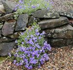 fotografie Zahradní květiny Aubrieta, Rock Řeřicha , světle modrá