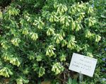フォト 庭の花 ゴールデンドロップ (Onosma), 黄