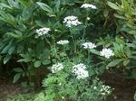 fotografie Zahradní květiny Minoan Krajky, Bílá Krajka Květ (Orlaya), bílá