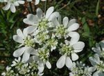 Minoischen Spitze, Weiße Spitze-Blumen