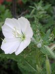 φωτογραφία Λουλούδια κήπου Λευκό Νεραγκούλα, Χλωμό Νυχτολούλουδου (Oenothera), λευκό