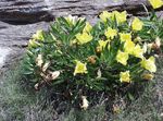 foto I fiori da giardino Ranuncolo Bianco, Enotera Pallida (Oenothera), giallo