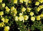 Photo Garden Flowers Evening primrose (Oenothera fruticosa), yellow