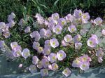fotografie Záhradné kvety Pupalkový (Oenothera speciosa), ružová