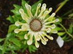 Foto Vrtne Cvjetovi Afrička Daisy, Daisy Rt (Osteospermum), žuta