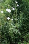 foto Flores do Jardim Ostrowskia (Ostrowskia magnifica), branco