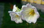fotografie Záhradné kvety Ostrowskia (Ostrowskia magnifica), biely