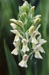 Photo Garden Flowers Marsh Orchid, Spotted Orchid (Dactylorhiza), white