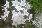 フォト 庭の花 ポテトつるシドニー、ブルーポテトブッシュ、パラグアイナス、青Lycianthes (Solanum jasminoides, Solanum rantonnetii), ホワイト