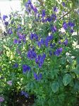 fotografija Vrtno Cvetje Preobjeda (Aconitum), modra