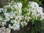 Photo les fleurs du jardin Orpin (Sedum), blanc