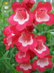 Foto Vrtne Cvjetovi Podnožje Penstemon, Čestar Penstemon, Bunchleaf Penstemon (Penstemon x hybr,), crvena
