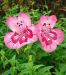 Foto Vrtne Cvjetovi Podnožje Penstemon, Čestar Penstemon, Bunchleaf Penstemon (Penstemon x hybr,), ružičasta