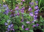 Фото Садовые Цветы Пенстемон гибридный (Penstemon x hybr,), фиолетовый