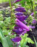 Фото Садовые Цветы Пенстемон многолетний (Penstemon), фиолетовый