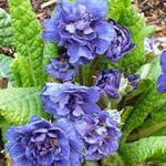 Foto Gartenblumen Primel (Primula), blau