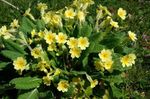 fotografie Zahradní květiny Petrklíč (Primula), žlutý