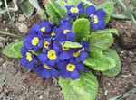 Foto Gartenblumen Primel (Primula), blau