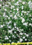 fotografie Záhradné kvety Tunicflower (Petrorhagia), biely