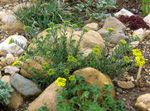 Foto Gartenblumen Korb Mit Gold (Alyssum), gelb