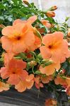 Foto Dārza Ziedi Petūnija (Petunia), oranžs