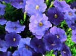 Photo les fleurs du jardin Pétunia (Petunia), bleu