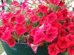 Photo les fleurs du jardin Pétunia (Petunia), rouge