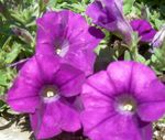 Foto Dārza Ziedi Petūnija (Petunia), purpurs