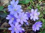 Photo Garden Flowers Liverleaf, Liverwort, Roundlobe Hepatica (Hepatica nobilis, Anemone hepatica), light blue