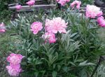 Photo les fleurs du jardin Pivoine (Paeonia), rose