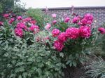 Photo les fleurs du jardin Pivoine (Paeonia), rouge